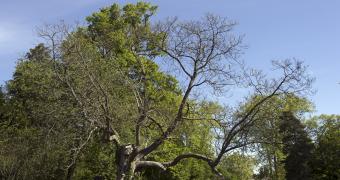 Admirable trees Admirable trees
